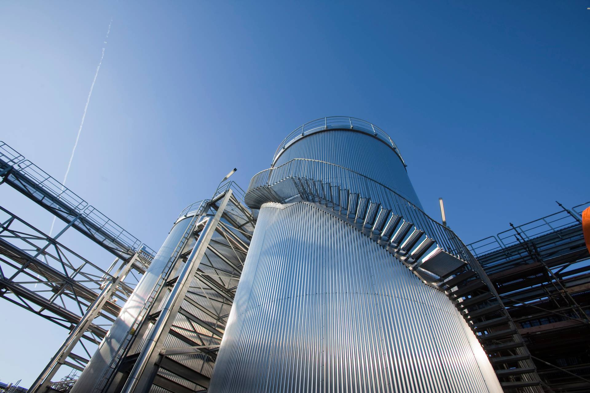 Picture of a Hywax Plant